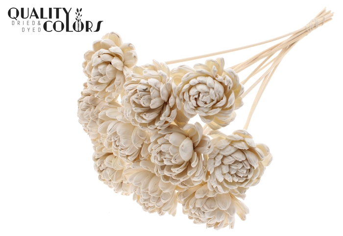 Shola New Beauty Rose Ø8cm on stem Natural