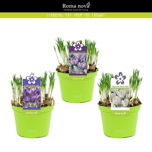 Crocus gemengd 12cm