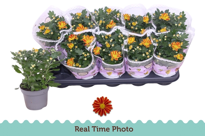 <h4>CHRYS HOIHOI</h4>