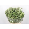 Pitto Green Per Bunch