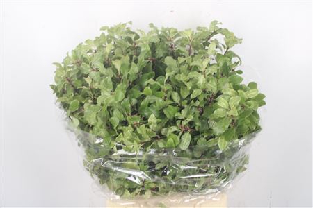 Pitto Green Per Bunch
