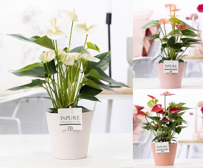 <h4>Anthurium mix in P&PURE Ruby cer. ass.3</h4>