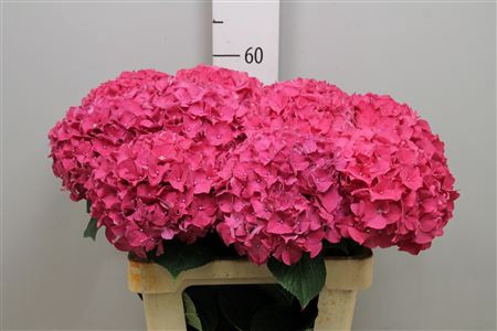 <h4>Hydr M Rodeo Rd</h4>