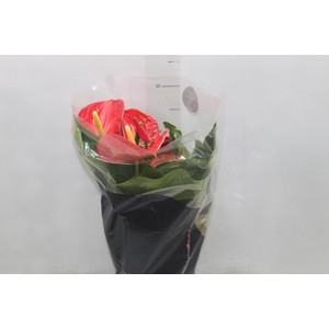 ANTHURIUM MICHIGAN P17 PREMIUM