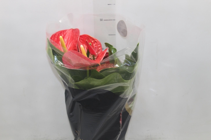 <h4>ANTHURIUM MICHIGAN P17 PREMIUM</h4>