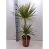 Dra Marg Sunray 45-15 Cm 2 Per Pot