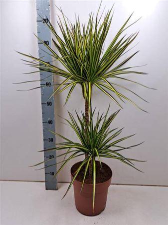 Dra Marg Sunray 45-15 Cm 2 Per Pot