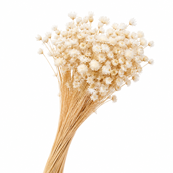 <h4>Dried Bleached Glixia</h4>