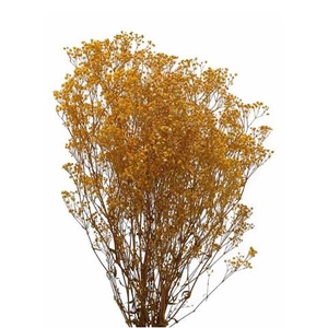 Gypsophila yellow