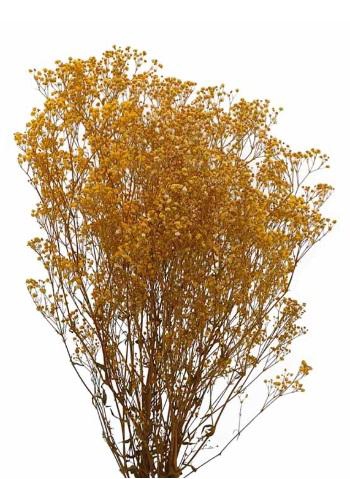 <h4>Gypsophila yellow</h4>