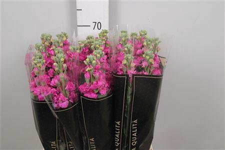 <h4>Matth Iron * Premium* Hotpink</h4>