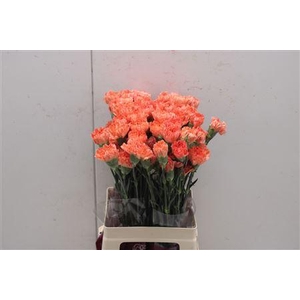 Dianthus st Hermes Orange