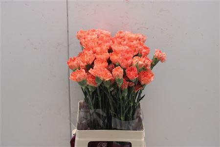 <h4>Dianthus st Hermes Orange</h4>