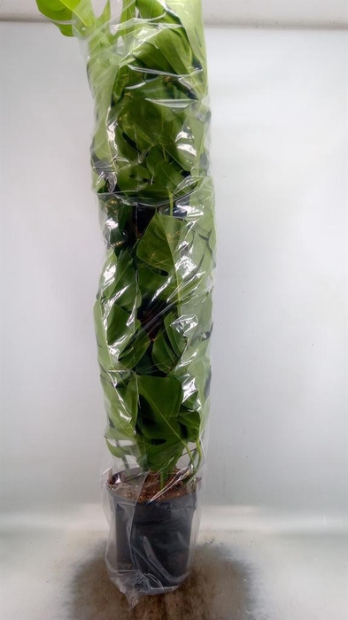 <h4>Monstera pertusum</h4>