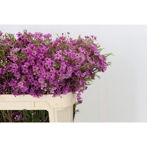 Chamelaucium Niek's Pride