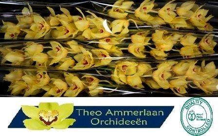 <h4>Arcadiun 80</h4>