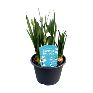 Leucojum Summer Twinkle (stadium 4)