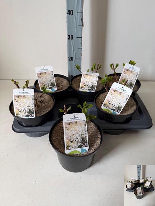 <h4>HYDR PANICULATA</h4>