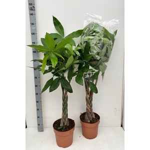 PACHIRA AQUATICA