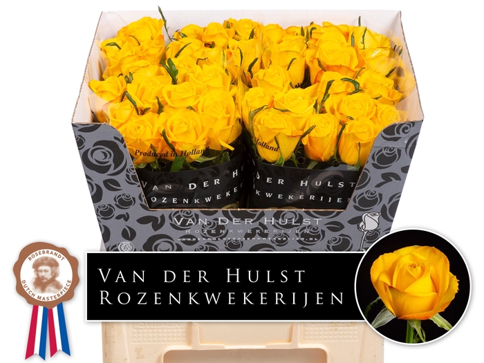 <h4>R GR CATALUNYA+</h4>