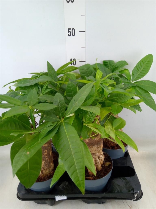 <h4>Pachira aquatica</h4>