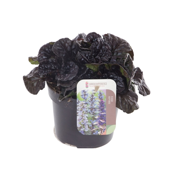 <h4>Ajuga reptans Black Scallop</h4>