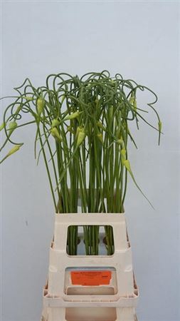ALLIUM SAT OPHIOSCOR