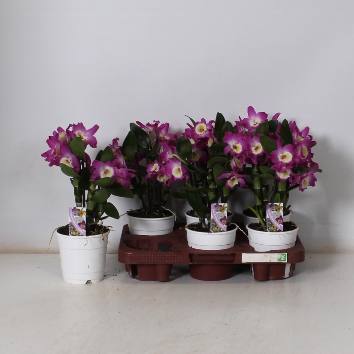 <h4>DEND NOBILE</h4>