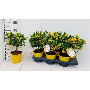Citrus Calamondin medi-stem yellow-pot