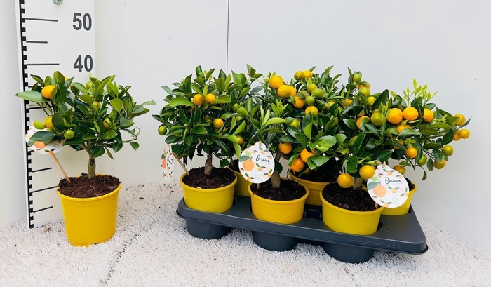 <h4>Citrus Calamondin medi-stem yellow-pot</h4>