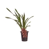CYMBIDIUM P18 CHOCOLATE MIN 1 HT PENDENTE