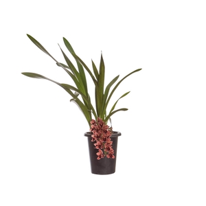 CYMBIDIUM P18 CHOCOLATE MIN 1 HT PENDENTE