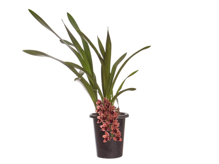 <h4>CYMBIDIUM P18 CHOCOLATE MIN 1 HT PENDENTE</h4>