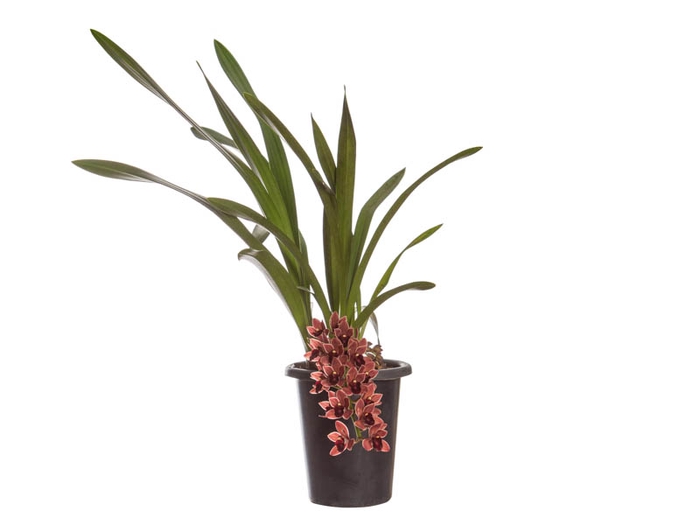CYMBIDIUM P18 CHOCOLATE MIN 1 HT PENDENTE