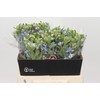 Oxypetalum Tweedia Blue