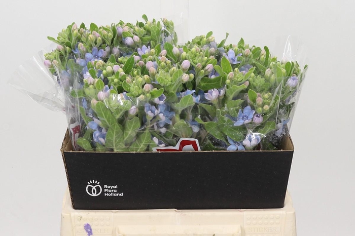 Oxypetalum Tweedia Blue