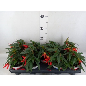 Begonia boliv. 'Beauvilia Red'