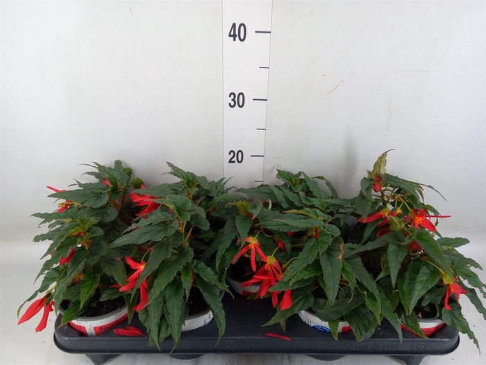 <h4>Begonia boliv. 'Beauvilia Red'</h4>