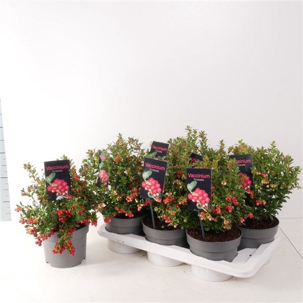 <h4>Vaccinium vitis-idaea 'Fireballs' P17</h4>