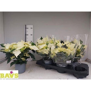 Euph Euphoria White 6+