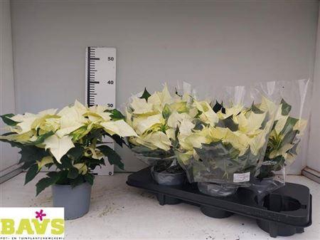 <h4>Euph Euphoria White 6+</h4>