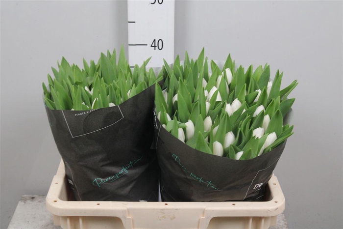 <h4>Tu En Royal Virgin</h4>