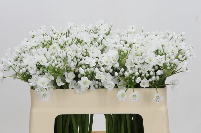 <h4>Allium Flocon</h4>