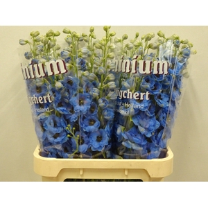 DELPH DU DEW BLU SMI