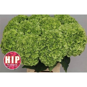 Hydr M Cannonball Cl