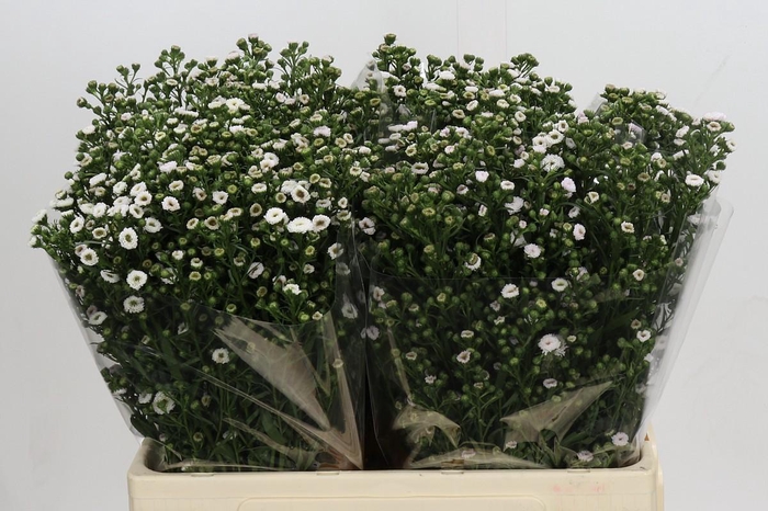 <h4>Aster White Gypsy</h4>