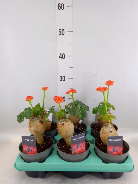 <h4>Jatropha podagrica</h4>