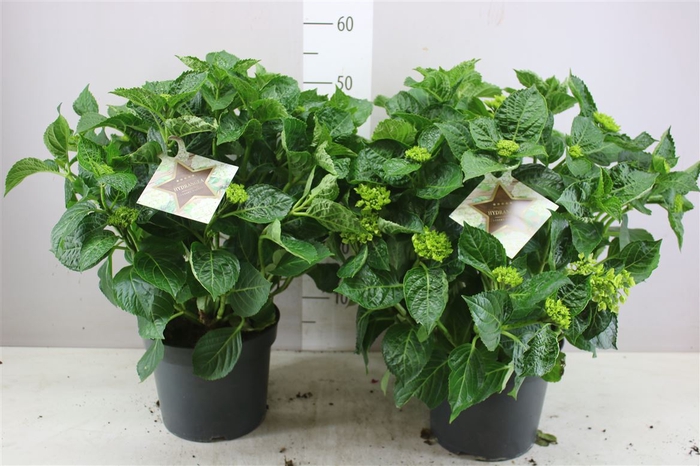 <h4>Hydrangea Macr Hi White Sun 12-15</h4>
