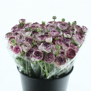 Ran El Cappuccino Super