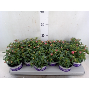 Fuchsia  'Bella Fuchsia Sacha'